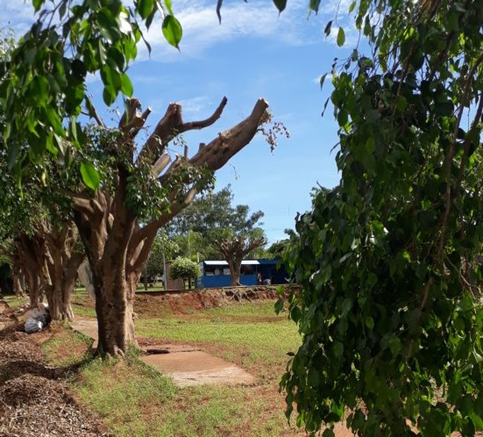 Polícia Militar Ambiental constatou que árvores foram podadas acima do limite permitido (Foto: Cedida)