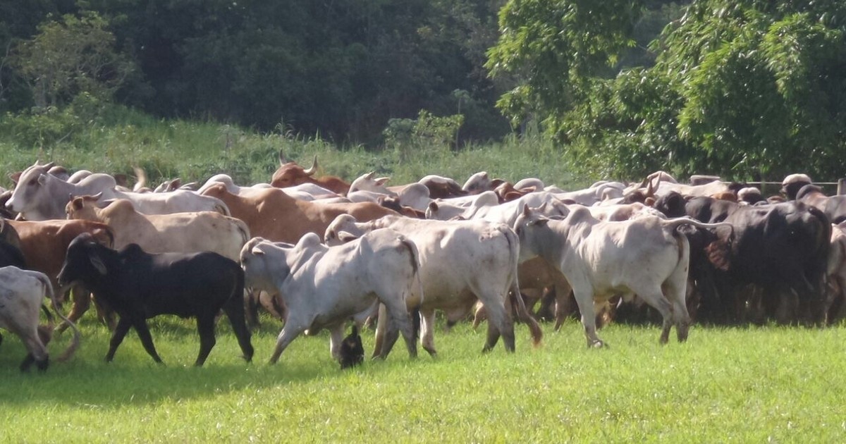 G1 Suspeito De Pertencer à Quadrilha De Roubo De Gado é Preso Em