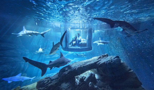 O quarto subaquático do Airbnb em no Aquarium de Paris (Foto: Divulgação)