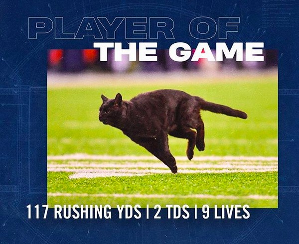 A piada no perfil do Dallas Cowboys com o gato que invadiu a partida contra o New York Giants (Foto: Instagram)