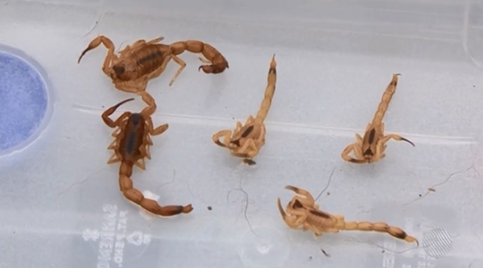 Escorpiões encontrados em conjunto residencial de Feira de Santana, na Bahia (Foto: Reprodução/ TV Subaé)
