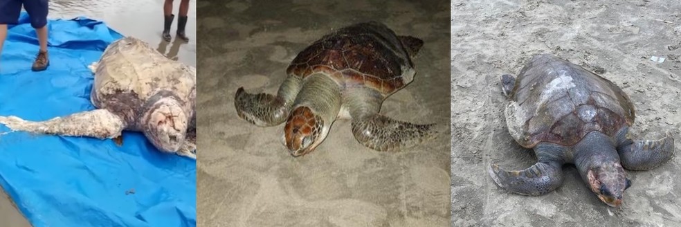 Três tartarugas são encontradas mortas em Praia Grande — Foto: Reproduçao/Praia Grande Mil Grau