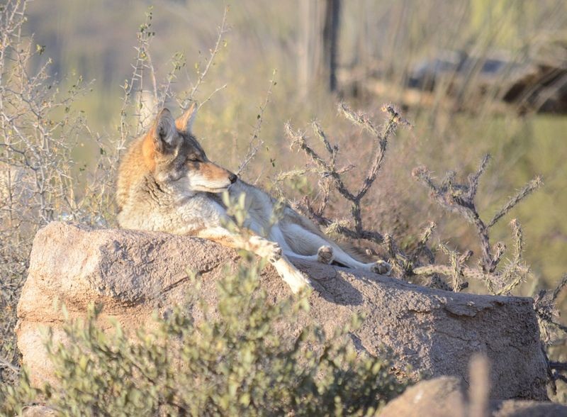 Coiote – Canis latrans (Foto: Btcgeek/ Wikimedia Commons/ CreativeCommons)