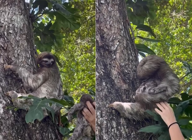 Reencontro de mãe preguiça com filhote viraliza (Foto: Reprodução Instagram )