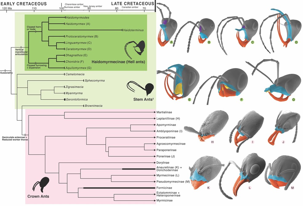Diagrama mostra como se deu a evolução destes insetos: em vermelho estão as mandíbulas e em azul os clípeos. — Foto: Reprodução/Current Biology