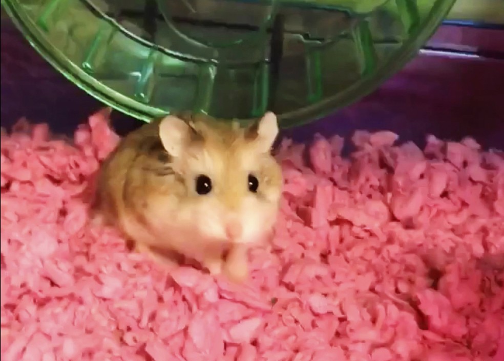 Imagem retirada de vídeo fornecido por Belen Aldecosea mostra o hamster Pebbles, que foi jogado em sanitário após ser barrado em voo nos EUA (Foto: Belen Aldecosea via AP)