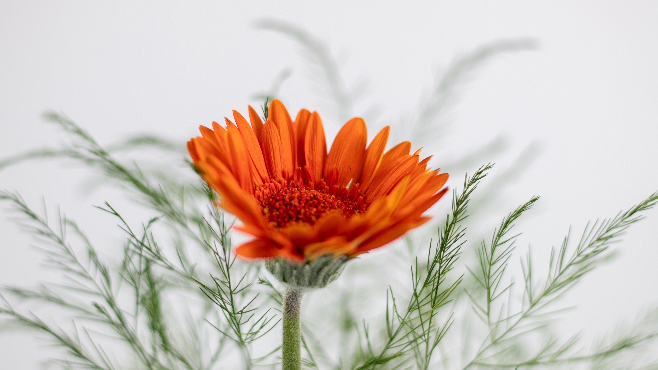 Gérbera: como cultivar a flor mais pop do momento (Foto: Getty Images/iStockphoto)