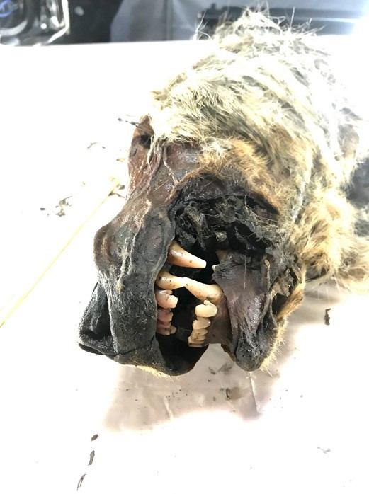 Um crânio de lobo de 32.000 anos de Yakutia, do qual um genoma de cobertura de 12 vezes foi sequenciado como parte do estudo (Foto: Amo Dalén \ EurekAlert!)