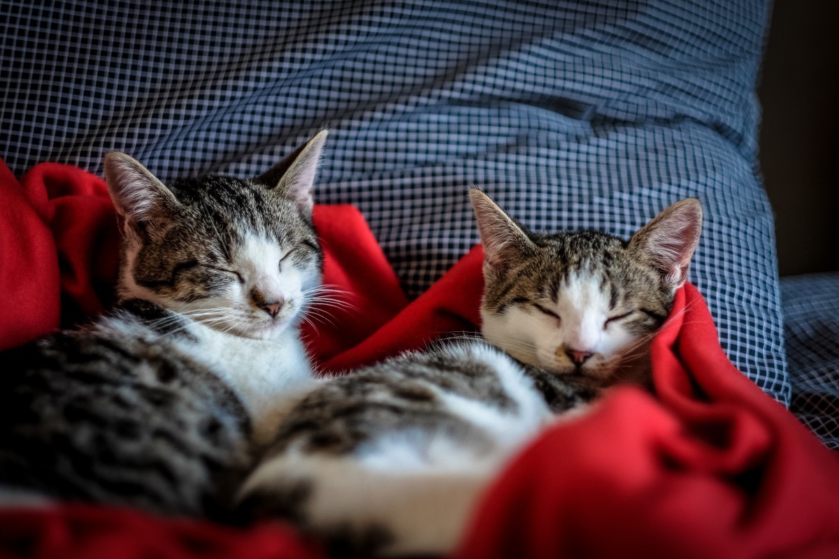 Estudo revela que um a cada quatro tutores de gatos consideram o pet um filho (Foto: Pexels/ Francesco Ungaro/ CreativeCommons)