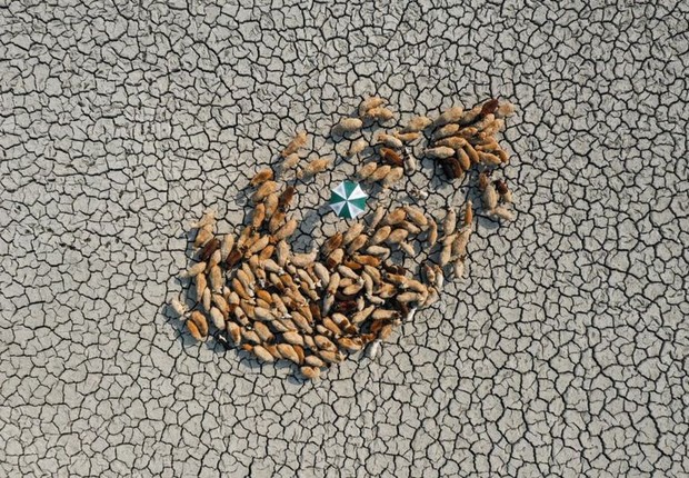 "Rebanhos de ovelhas procuram grama no solo rachado. As secas extremas em Bangladesh têm criado dificuldades para todos os seres vivos." (Foto: ASHRAFUL ISLAM / via BBC)