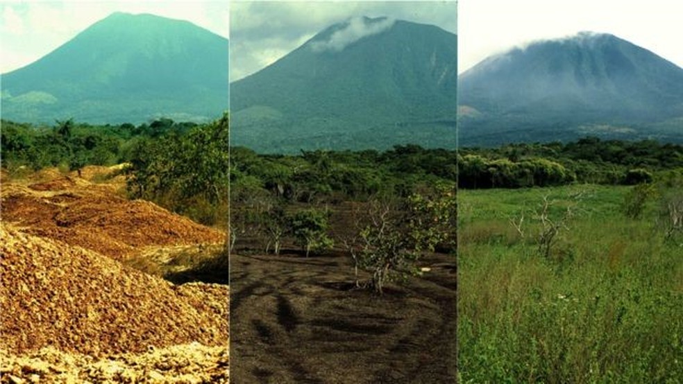 Montagem de fotos feita por Janzen e Hallwachs mostra recuperação da Reserva Guanacaste — Foto: Daniel Jansen e Winnie Hallwachs