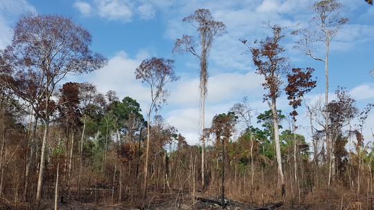 38% da Amazônia sofre com degradação causada por humanos, aponta estudo