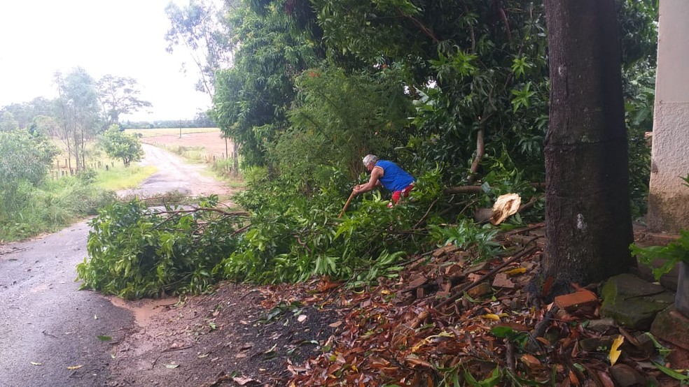 Parte de uma mangueira caiu na estrada do bairro rural Sete Copas, em Indiana — Foto: Tiago Rodrigues/TV Fronteira