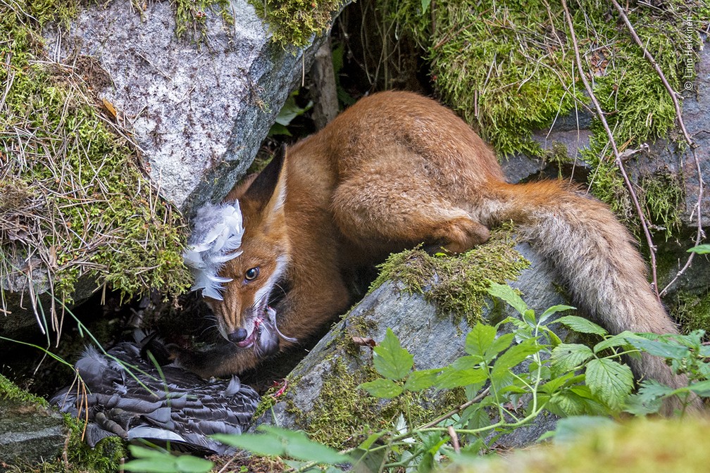 A Raposa que Capturou o Ganso, de Liina Heikkinen, da Finlândia — Foto: Liina Heikkinen/Wildlife Photographer of the Year/BBC