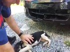 Vídeo mostra resgate de cão preso no para-choque após ser atropelado