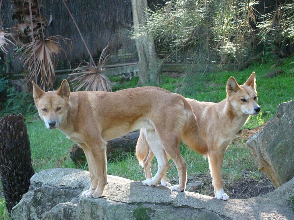 Dingos no zoológico de Taronga, em Sydney, na Austrália  (Foto: Brian Giesen/Wikimedia Commons)