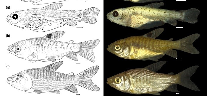 Estudo da Ufopa sobre desenvolvimento inicial do peixe curimatá é destaque em revista internacional