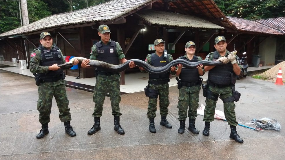BatalhÃ£o de PolÃ­cia Ambiental soltou a sucuri na Ã¡rea de conservaÃ§Ã£o ambiental RefÃºgio da Vida Silvestre MetrÃ³pole da AmazÃ´nia â Foto: PolÃ­cia Militar