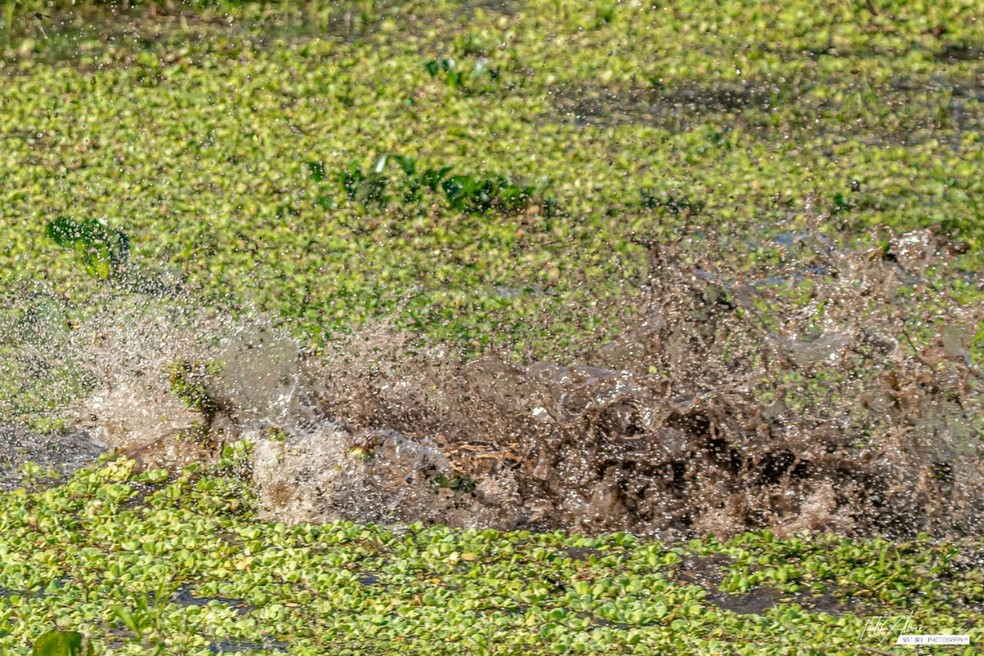 Onça-pintada mergulhando em busca de jacarés no Pantanal de MS — Foto: Edir Alves/Foto