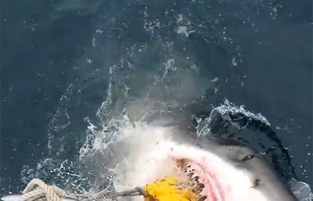 Predador de mais de 4 m foi filmado atacando várias vezes saco de iscas (Foto: Reprodução/YouTube/Steve Clark)