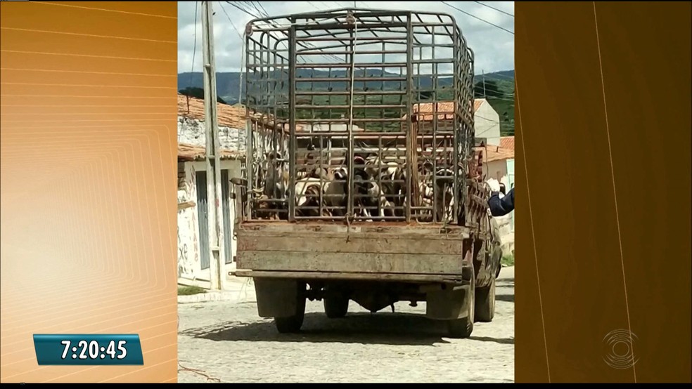 Cerca de 30 animais de rua foram sacrificados no município de Igaracy, no Sertão paraibano (Foto: Reprodução / Tv Paraíba)