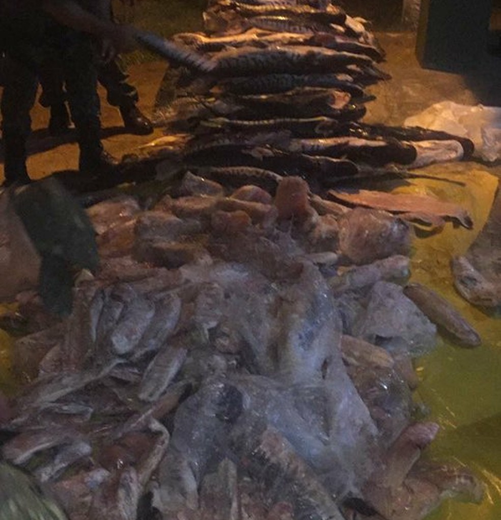 Polícia apreendeu pescado irregular dentro de peixaria de Rondonópolis (MT) (Foto: PM Ambiental/Divulgação)