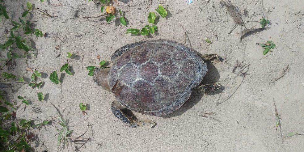 Tartaruga achada morta em Uruçuca, no sul da Bahia — Foto: Projeto (A)mar