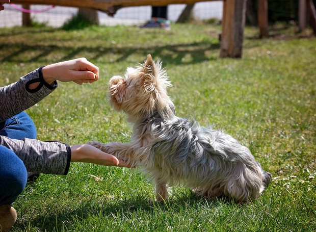 Independente da idade, adestramento traz vários benefícios aos pets (Foto: Pixabay / Pezibear / CreativeCommons)
