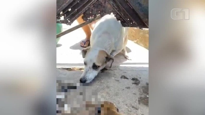 Mulher E Investigada Suspeita De Matar Filhotes De Cachorro Em Teresina Piaui G1