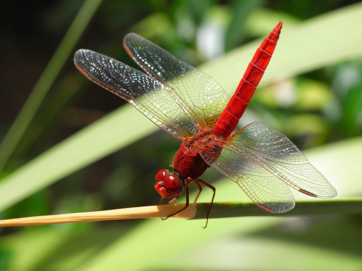 Os insetos, que são animais invertebrados, também foram analisados na pesquisa  (Foto: Pexels/ Pixabay/ CreativeCommons)