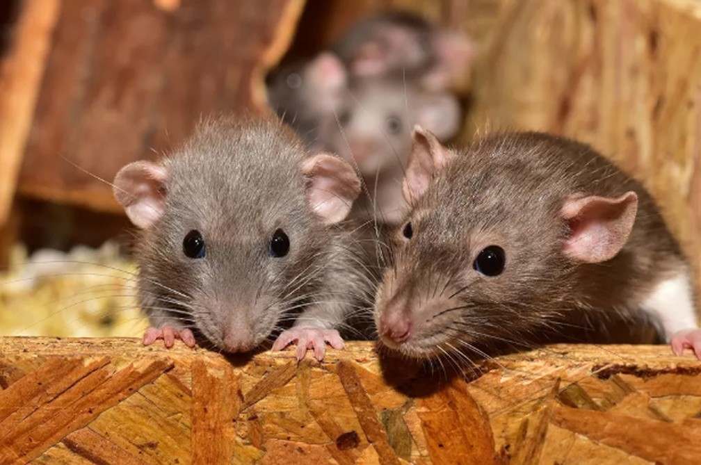 Ratos causam danos  — Foto: Foto: sipa/Pixabay