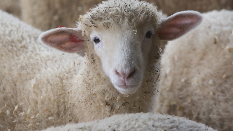 ovelha-ovinos-lã-raça-poll-dorset-morungaba-são-paulo (Foto: Marcelo Min/Ed. Globo)