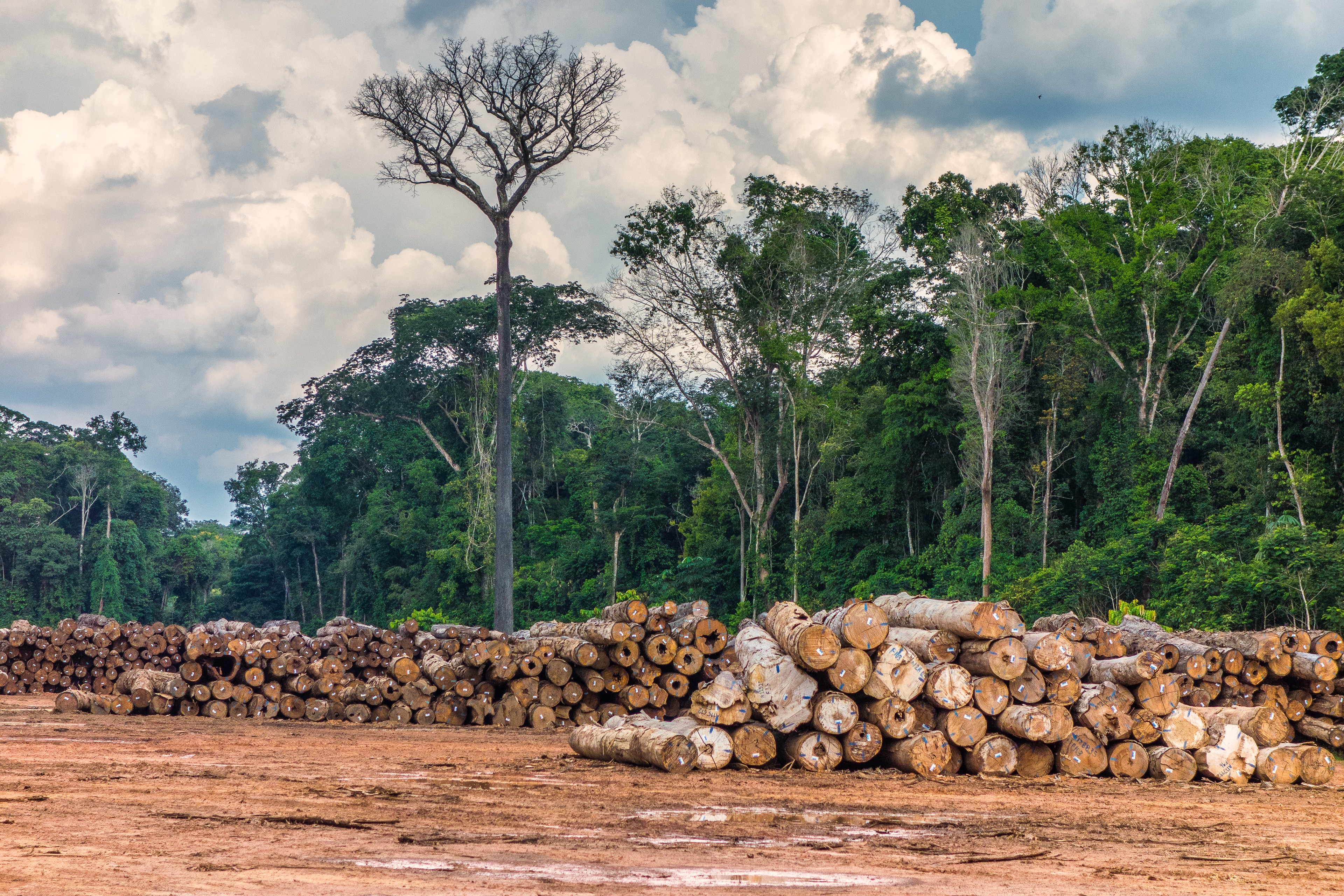 madeira-amazonia-desmatamento (Foto: Vicente Sampaio/Imaflora)
