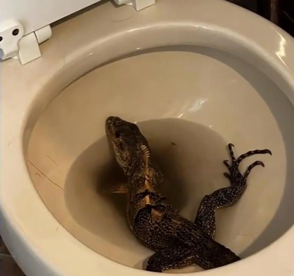 Iguana refugiada em vaso sanitário de casa na Califórnia — Foto: Reprodução/WSVN
