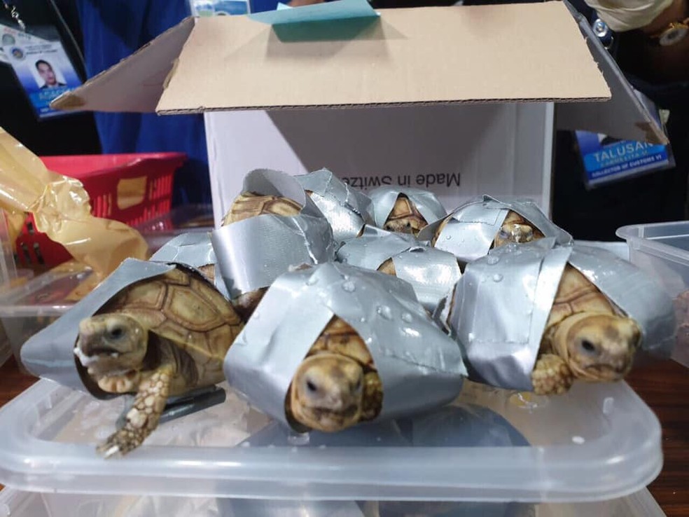 Malas estavam repletas de tartarugas de variedades raras e protegidas envoltas em fita adesiva — Foto: Bureau of Customs Naia/Facebook