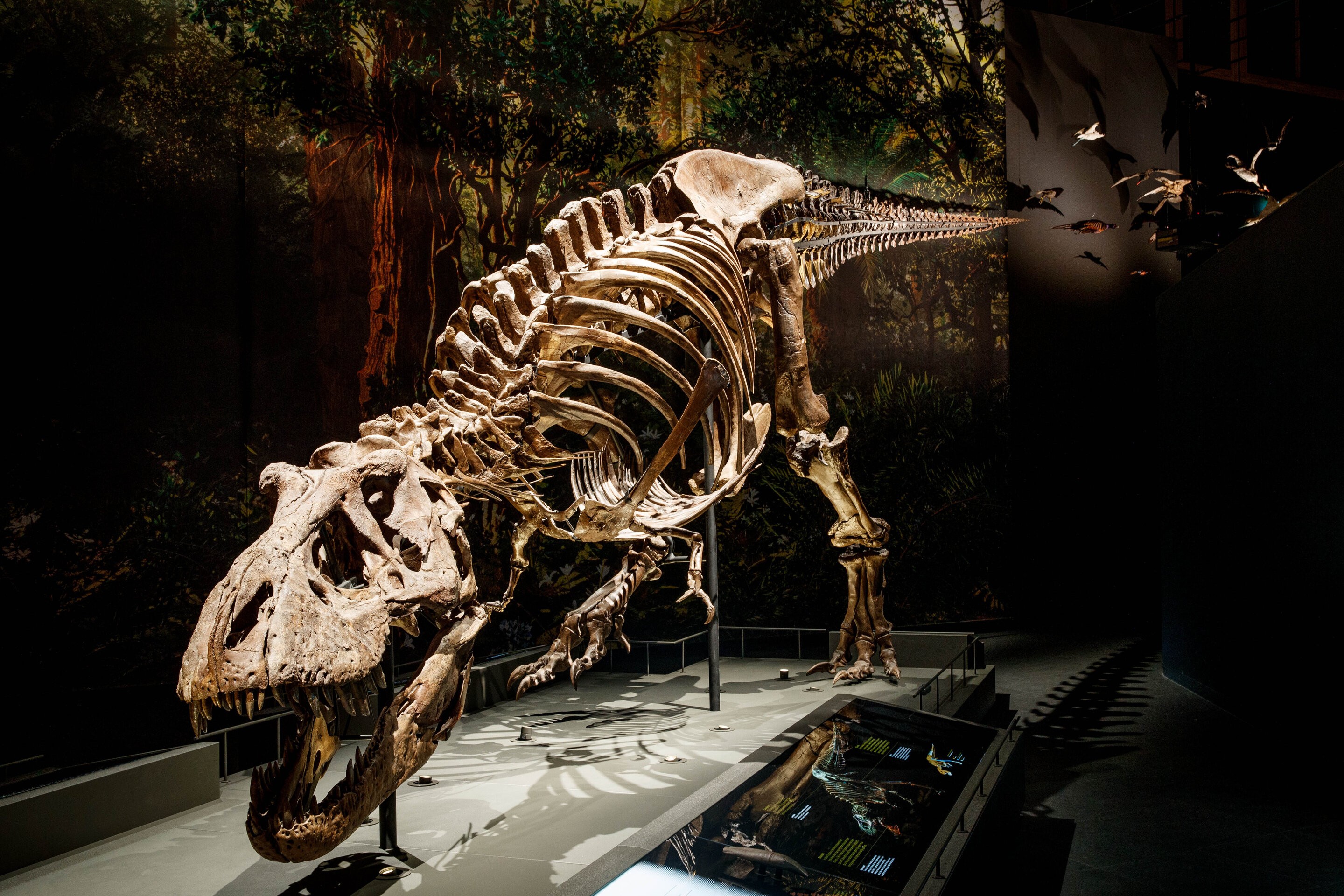 Unesp Para Jovens  O Tyrannosaurus rex era um predador feroz ou