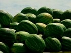 Aumento de oferta provoca queda no preço pago pela melancia no RS