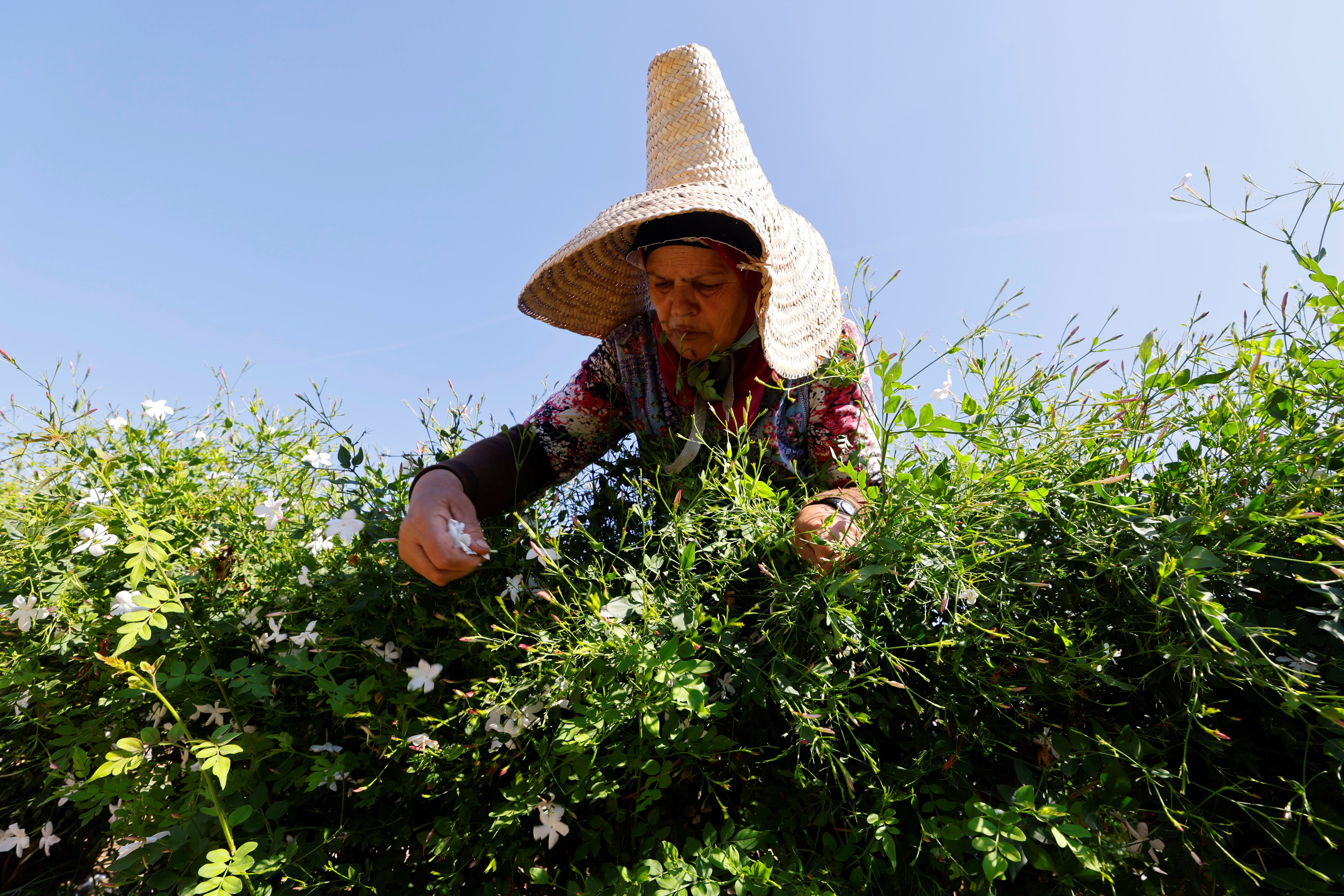 Colhedora em plantação de jasmim em Pegomas, perto de Grasse, no sul da França (Foto: REUTERS/Eric Gaillard)
