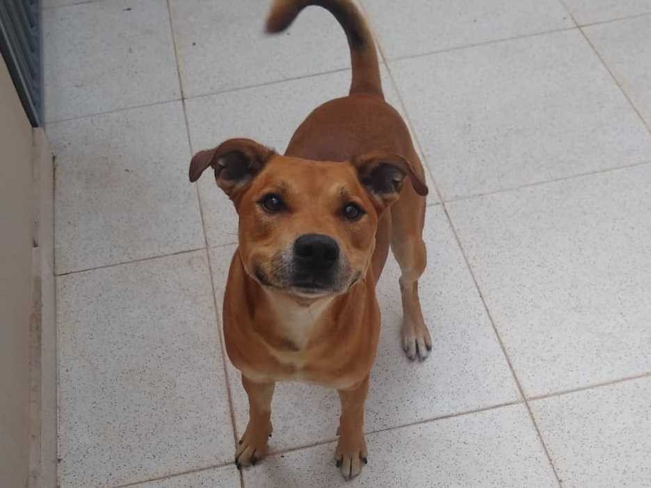 Image result for companion dog