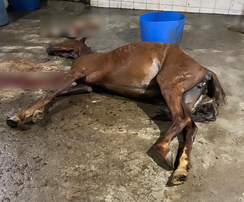 Animal em abatedouro clandestino em Mercês — Foto: Polícia Civil/Divulgação
