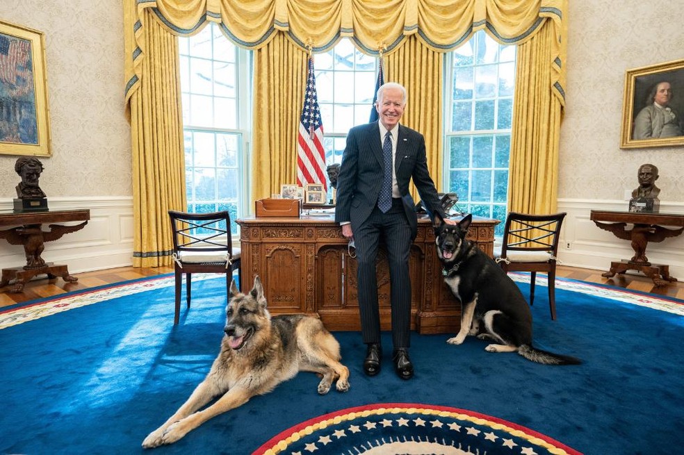 Major e Champ, cães de Joe Biden, em visita ao Salão Oval — Foto: Reprodução/Twitter