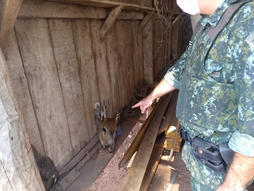 Sitiante vai responder pelo crime de caça em Pacaembu (SP) — Foto: Polícia Militar Ambiental