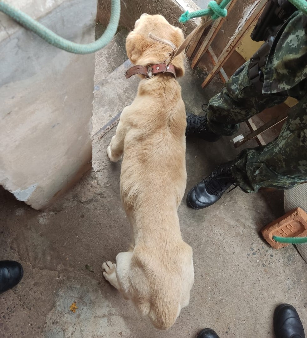 Homem de 72 anos é multado por maus tratos a cachorro, em Presidente Prudente (SP) — Foto: Polícia Ambiental