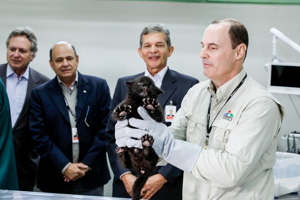 Oncinha preta é fêmea — Foto: Kiko Sierich/Divulgação