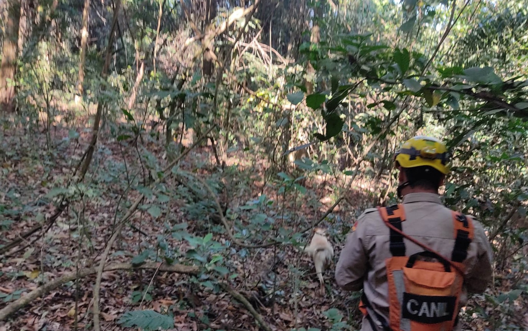 Bombeiros encontram corpo de idoso desaparecido em mata de Goiânia