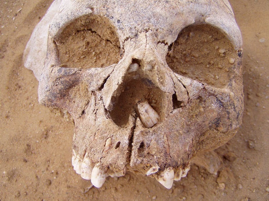 Crânio encontrado pelos arqueólogos (Foto: Divulgação)