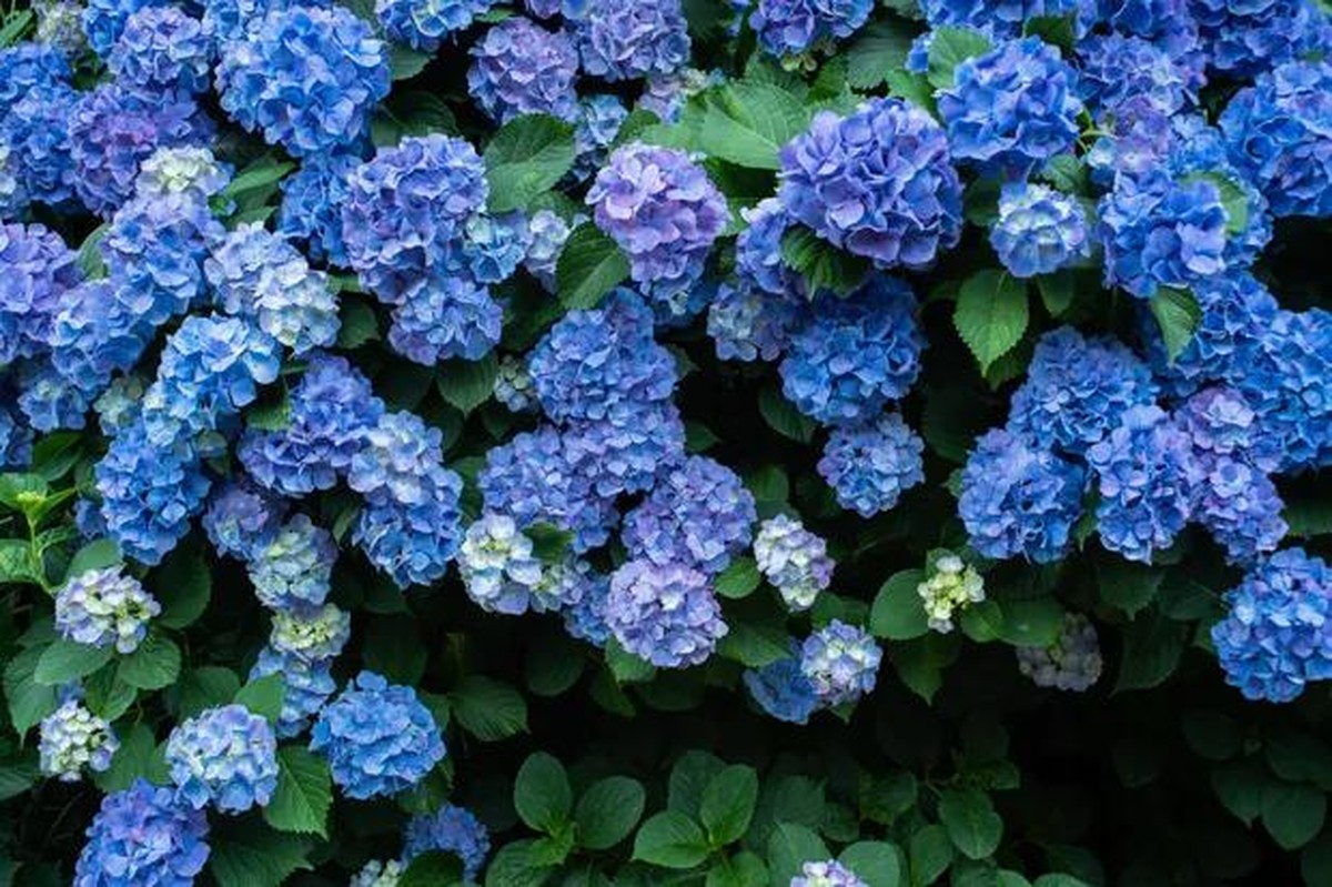 Hortênsias: como plantar, cuidar e o que determina a cor das flores |  Paisagismo | Casa Vogue