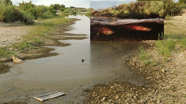 BBC - Veja a diferença que fez reintroduzir o salmão neste rio (Foto: PASSION PICTURES via BBC)