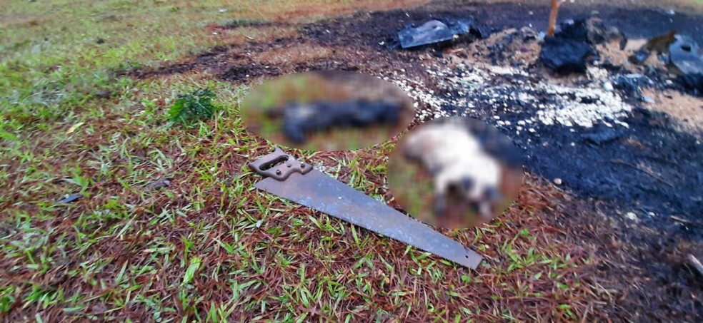 Homem foi preso após matar animais domésticos em Presidente Epitácio (SP) — Foto: Marcelo Casarini