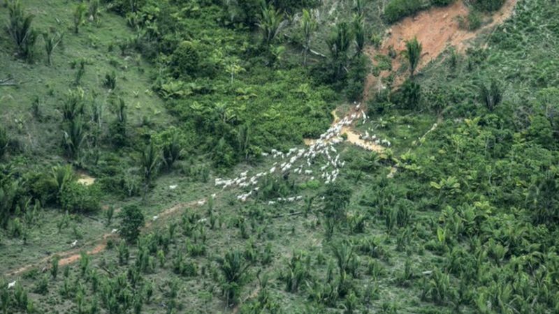 Terras indígenas sofrem pressão de desmatamento e de grileiros (Foto: ROGERIO DE ASSIS - ISA via BBC News Brasil)